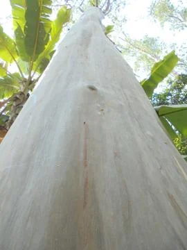 The wood texture of the tree Stock Photos