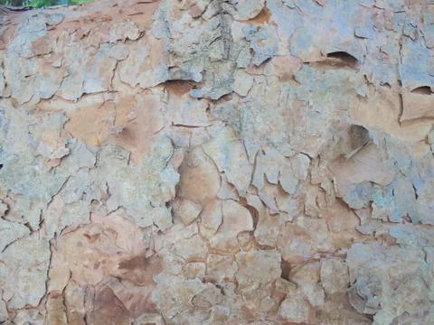 The wood texture of the tree Stock Photos