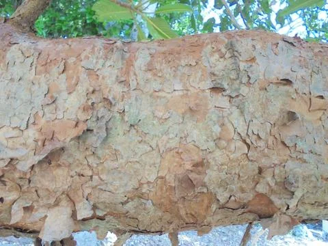 The wood texture of the tree Stock Photos