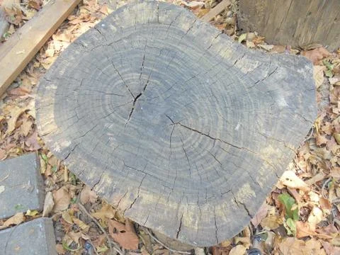 The wood texture of the tree Stock Photos