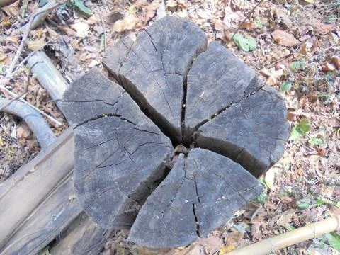 The wood texture of the tree Stock Photos