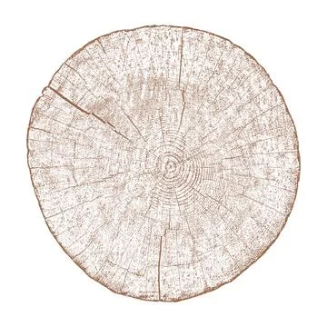 Wood Texture Tree Ring Cross Section Vector Illustration Circle Pattern Nat.. Stock Illustration