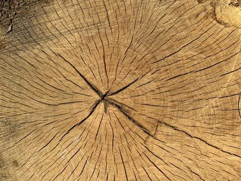 Wood texture from tree trunk cross section Stock Photos