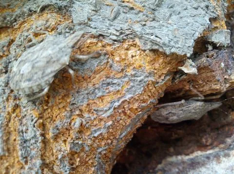 Wood texture tree trunk Stock Photos