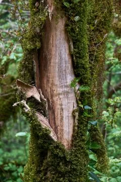 Wood texture, tree without bark Stock Photos