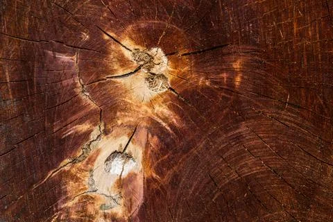 Wood texture (trees from forest) Stock Photos