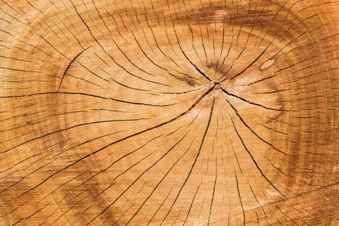 Wood texture (trees from forest) Stock Photos