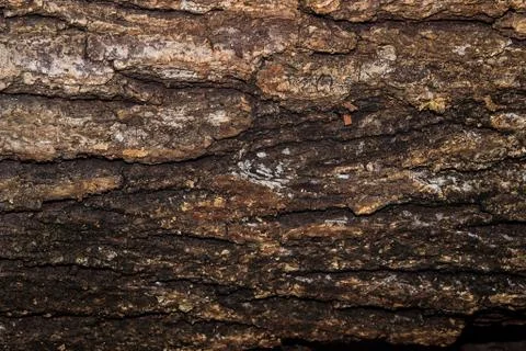 Wood texture (trees from forest) Stock Photos
