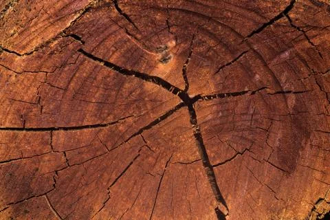 Wood texture (trees from forest) Stock Photos
