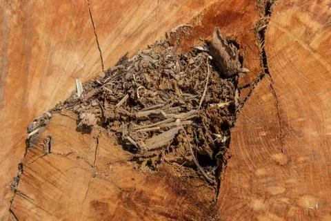 Wood texture (trees from forest) Stock Photos