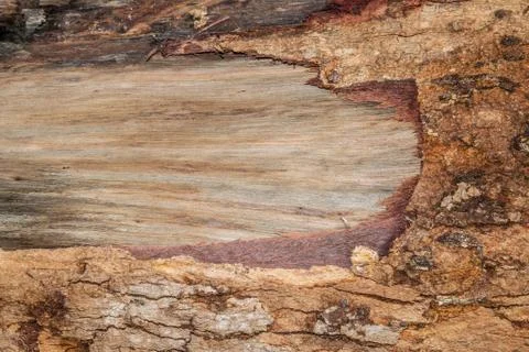 Wood texture (trees from forest) Stock Photos