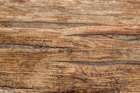 Wood texture (trees from forest) Stock Photos