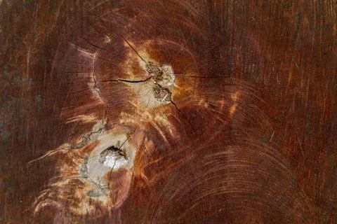 Wood texture (trees from forest) Stock Photos