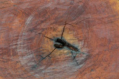 Wood texture (trees from forest) Stock Photos