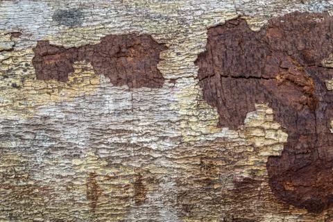 Wood texture (trees from forest) Stock Photos