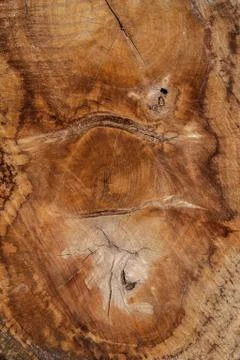 Wood texture (trees from forest) Stock Photos