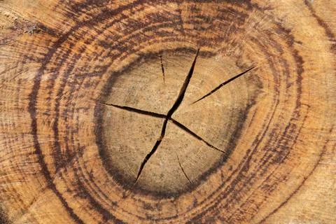 Wood texture (trees from forest) Stock Photos