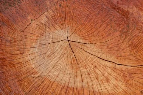 Wood texture (trees from forest) Stock Photos