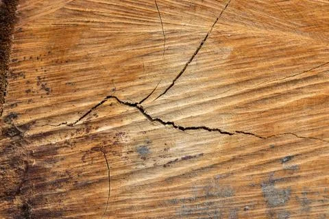 Wood texture (trees from forest) Stock Photos