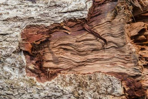 Wood texture (trees from forest) Stock Photos