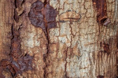 Wood texture (trees from forest) Stock Photos
