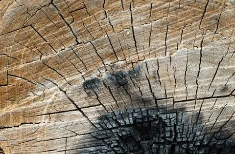 Wood texture with unique pattern closeup background Foto stock