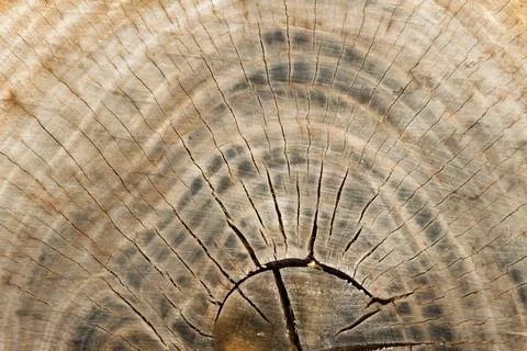 Wood texture with unique pattern closeup background Stock Photos