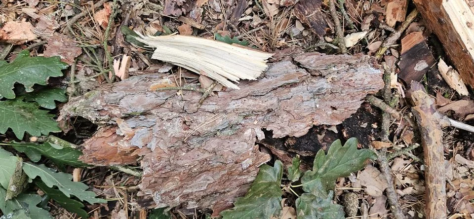 Wood texture.Pine bark.Stump02 Stock Photos