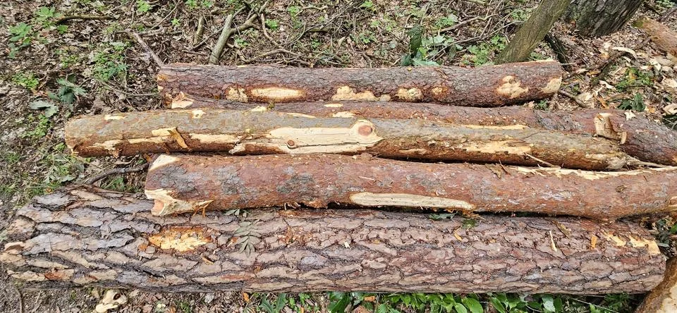 Wood texture.Pine bark.Tree trunk.Bunch of wood.Side view Stock Photos