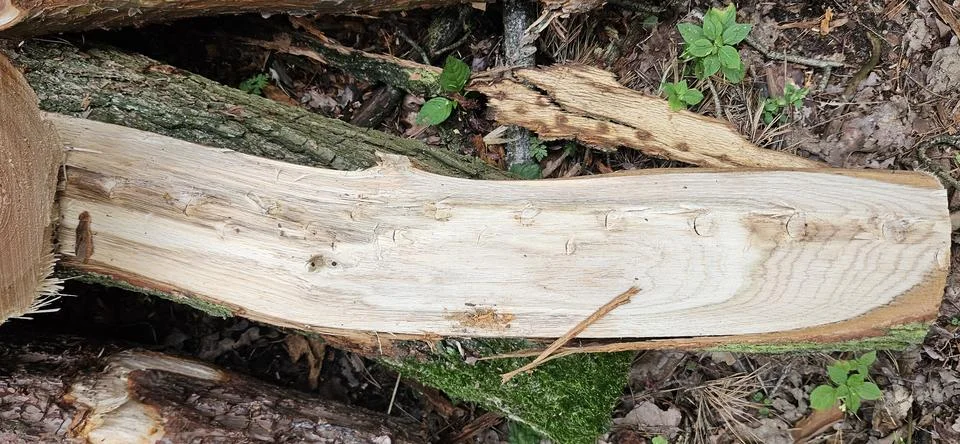 Wood texture.Pine bark.Tree trunk.Tree rings.Tree knot Stock Photos
