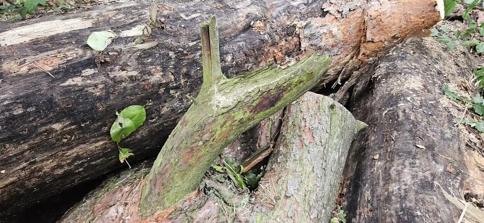 Wood texture.Pine bark.Tree trunk.Tree rings.Tree knot Stock Photos