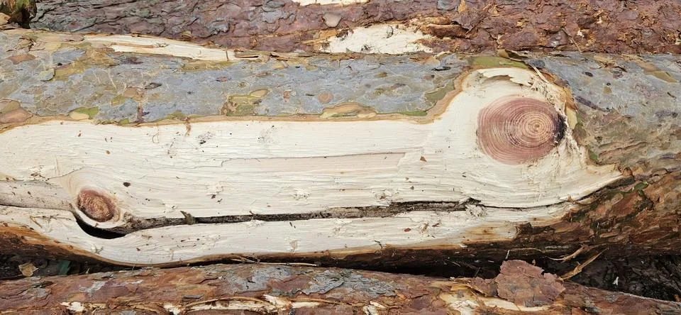 Wood texture.Pine bark.Tree trunk.Tree rings.Tree knot Stock Photos