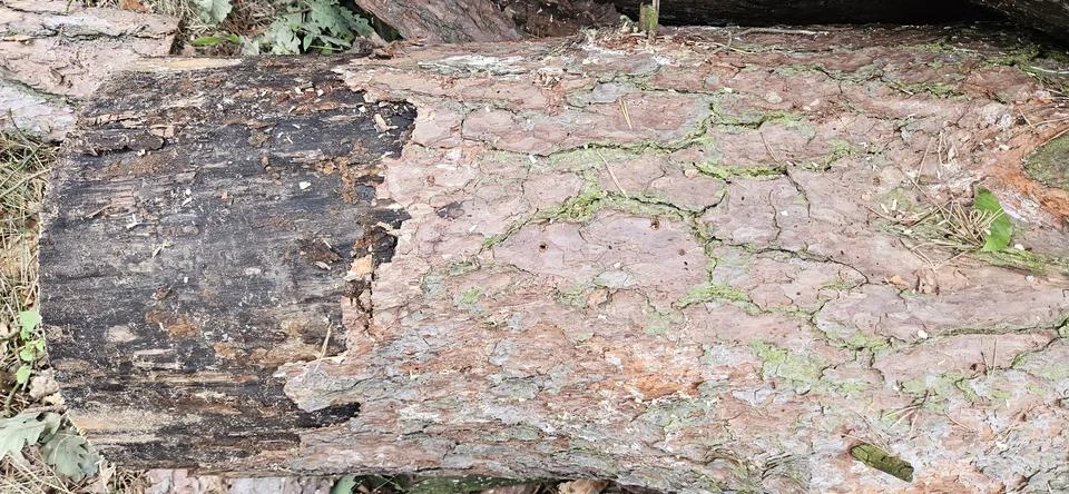 Wood texture.Pine bark.Tree trunk.Tree rings.Tree knot Stock Photos