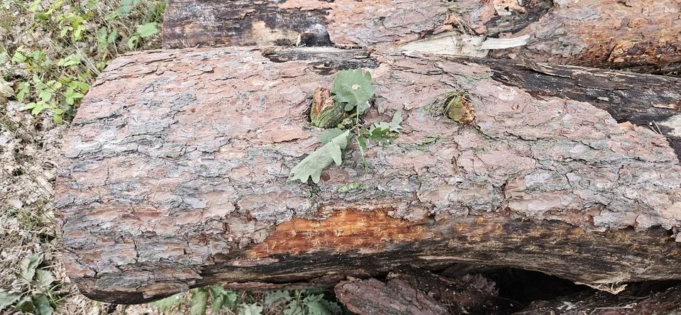 Wood texture.Pine bark.Tree trunk.Tree rings.Tree knot Stock Photos