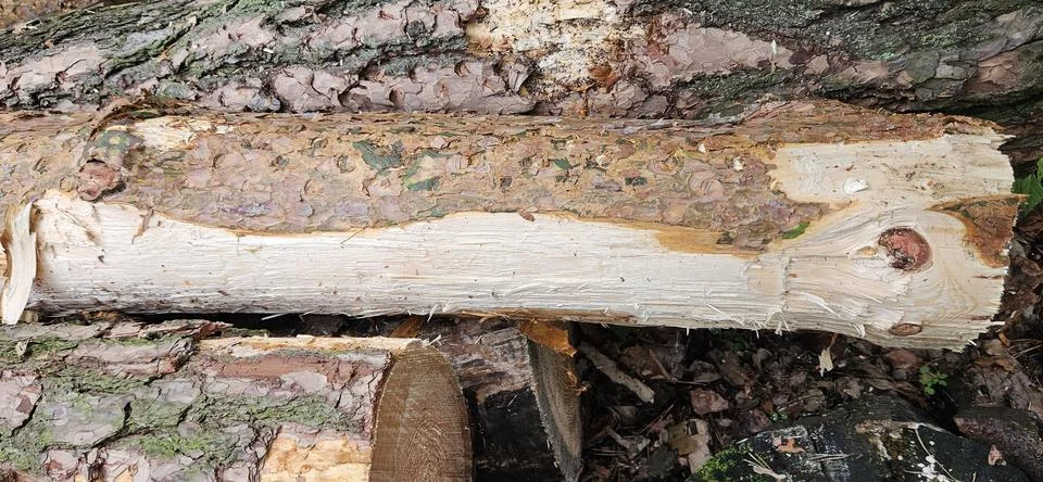 Wood texture.Pine bark.Tree trunk.Tree rings.Tree knot Stock Photos