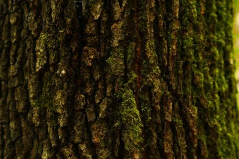 Wood texture,tree body Stock Photos