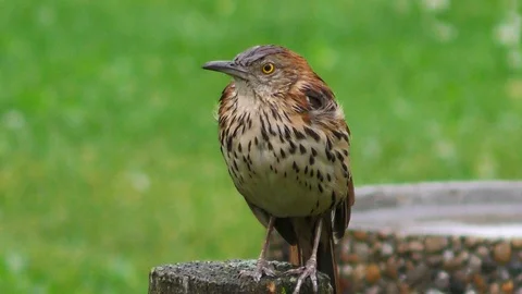 Wood Thrush Bird in Rain Stock Footage 95187488