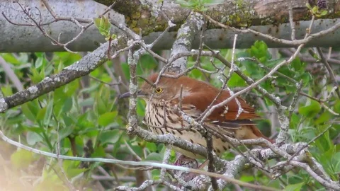 Wood Thrush perched on a tree stretching its wings Stock Footage 75694072