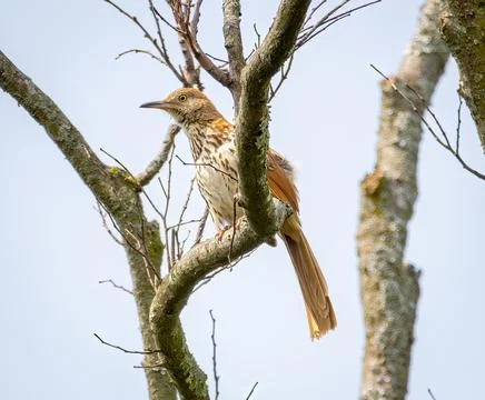 Wood Thrush Stock Photos