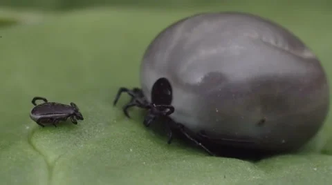 Wood tick crawling on a leaf 스톡 동영상 62813536