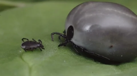 Wood tick crawling on a leaf 스톡 동영상 62815544