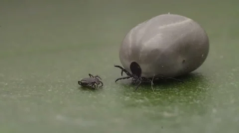 Wood tick crawling on a leaf 스톡 동영상 62821533