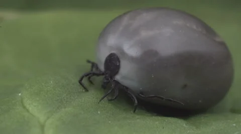 Wood tick crawling on a leaf 스톡 동영상 62825804