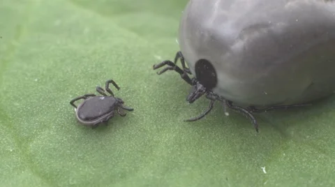 Wood tick crawling on a leaf 스톡 동영상 62842340