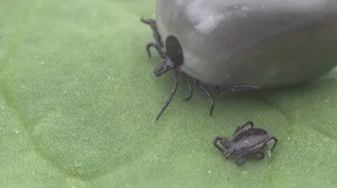 Wood tick crawling on a leaf 스톡 동영상 62847811