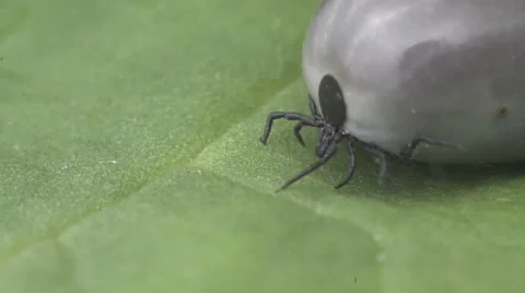 Wood tick crawling on a leaf 스톡 동영상 62862656