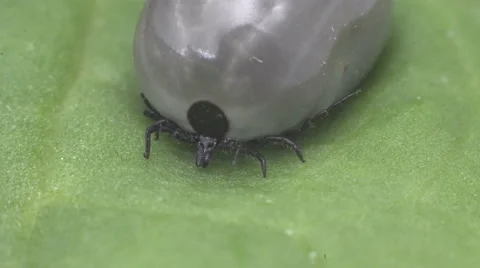 Wood tick crawling on a leaf 스톡 동영상 62865867