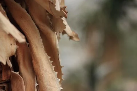 Wood Tree Bark Strange Shape Stock Photos