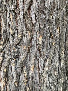Wood-tree Foto stock
