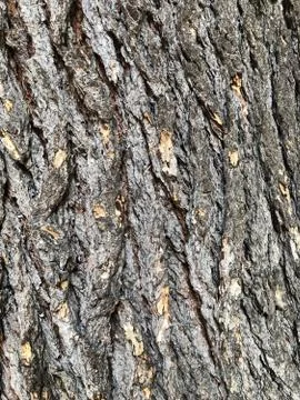 Wood-tree-pine Foto stock